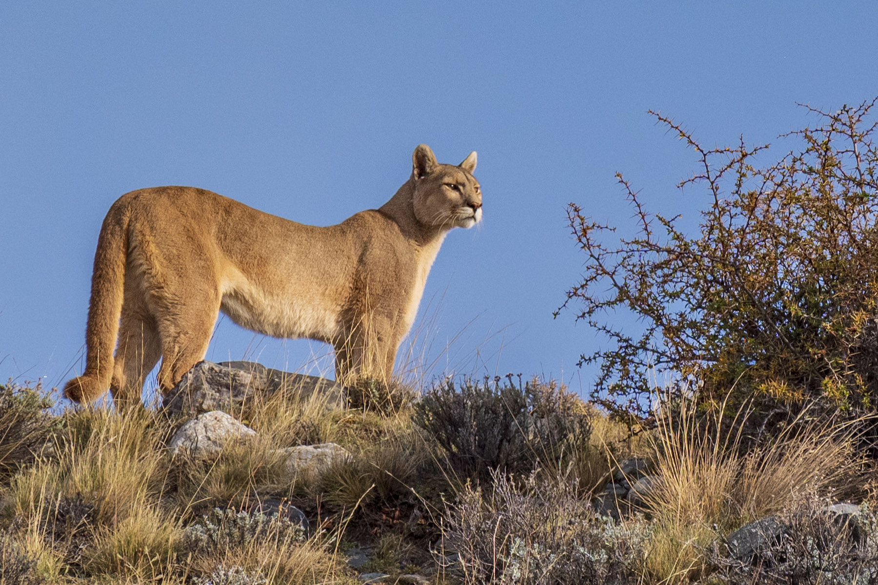Puma on a ridge in Torres del Paine