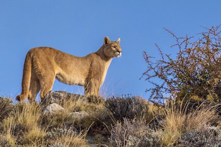 Puma on a ridge in Torres del Paine