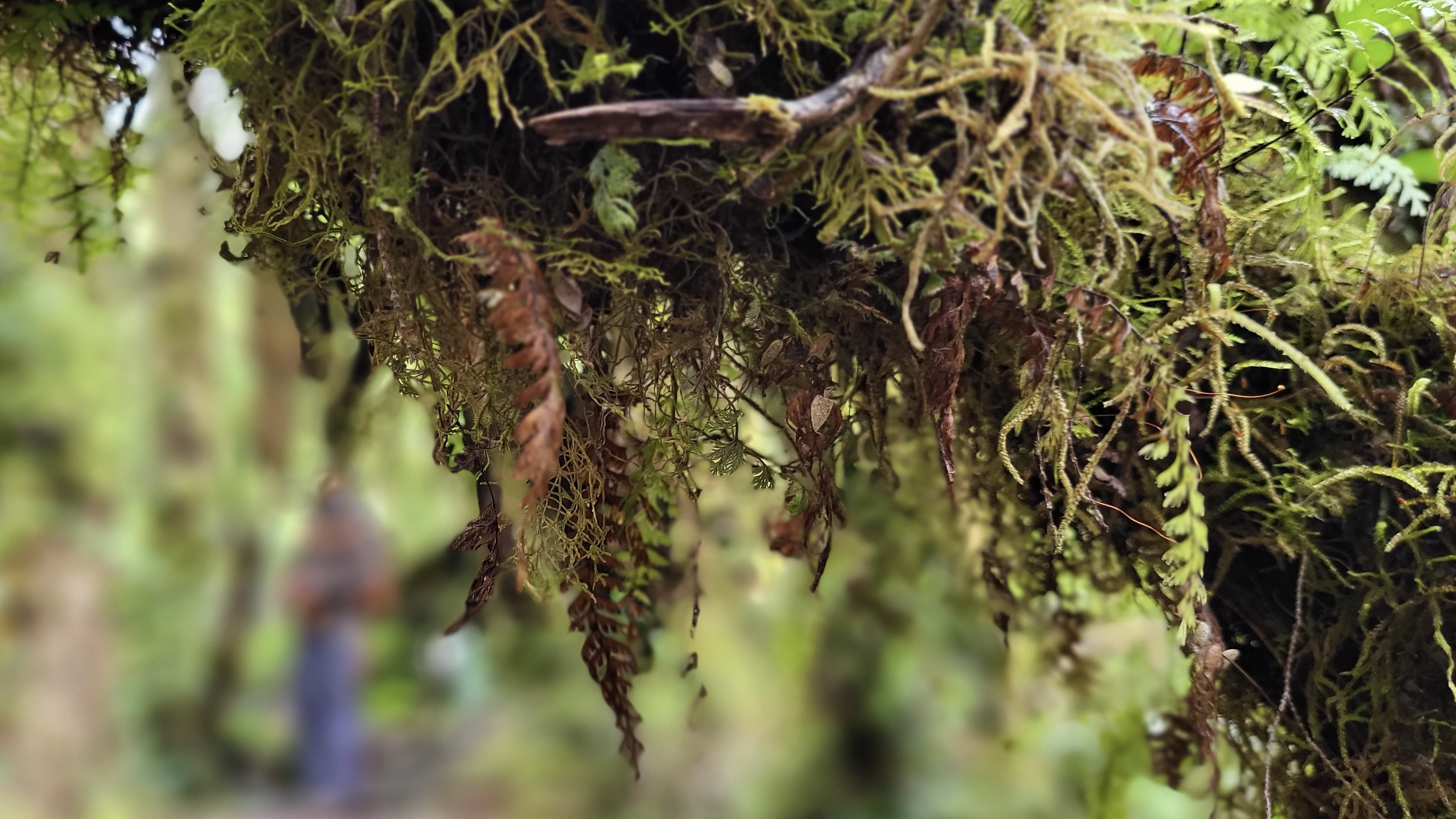 Lush growth in the temperate rainforest of Pumalín Douglas Tomplins National Park, Chile