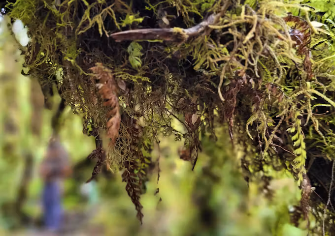 Lush growth in the temperate rainforest of Pumalín Douglas Tomplins National Park, Chile