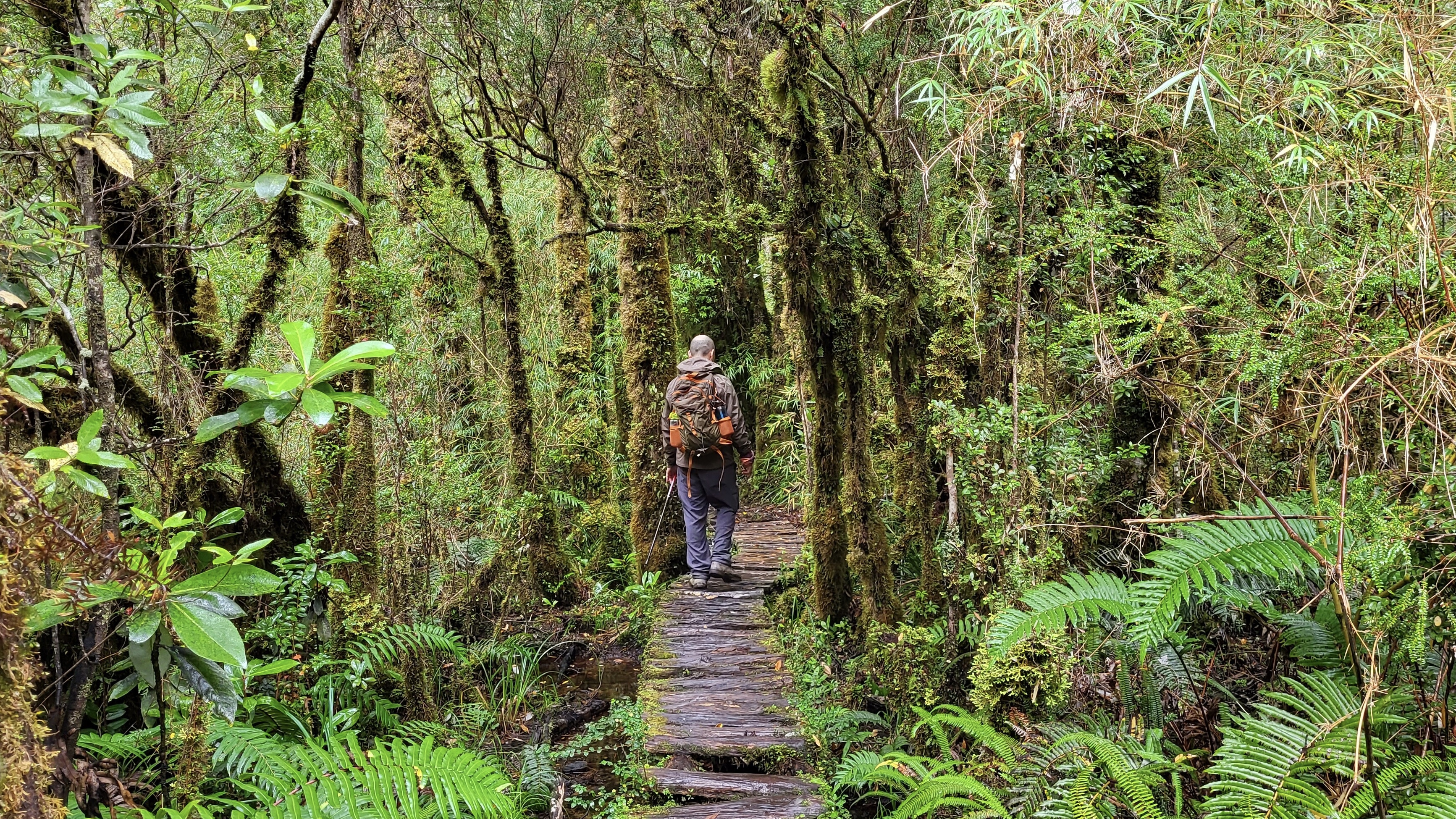Hiking the Alerce Trail through temperate rainforest in Pumalín Douglas Tomplins National Park, Chile