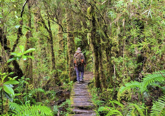 Hiking the Alerce Trail through temperate rainforest in Pumalín Douglas Tomplins National Park, Chile