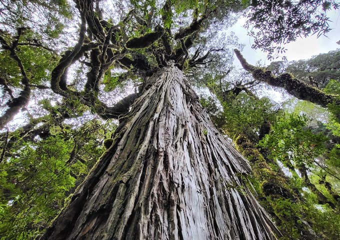 Giant alerce trees in Pumalín Douglas Tomplins National Park, Chile