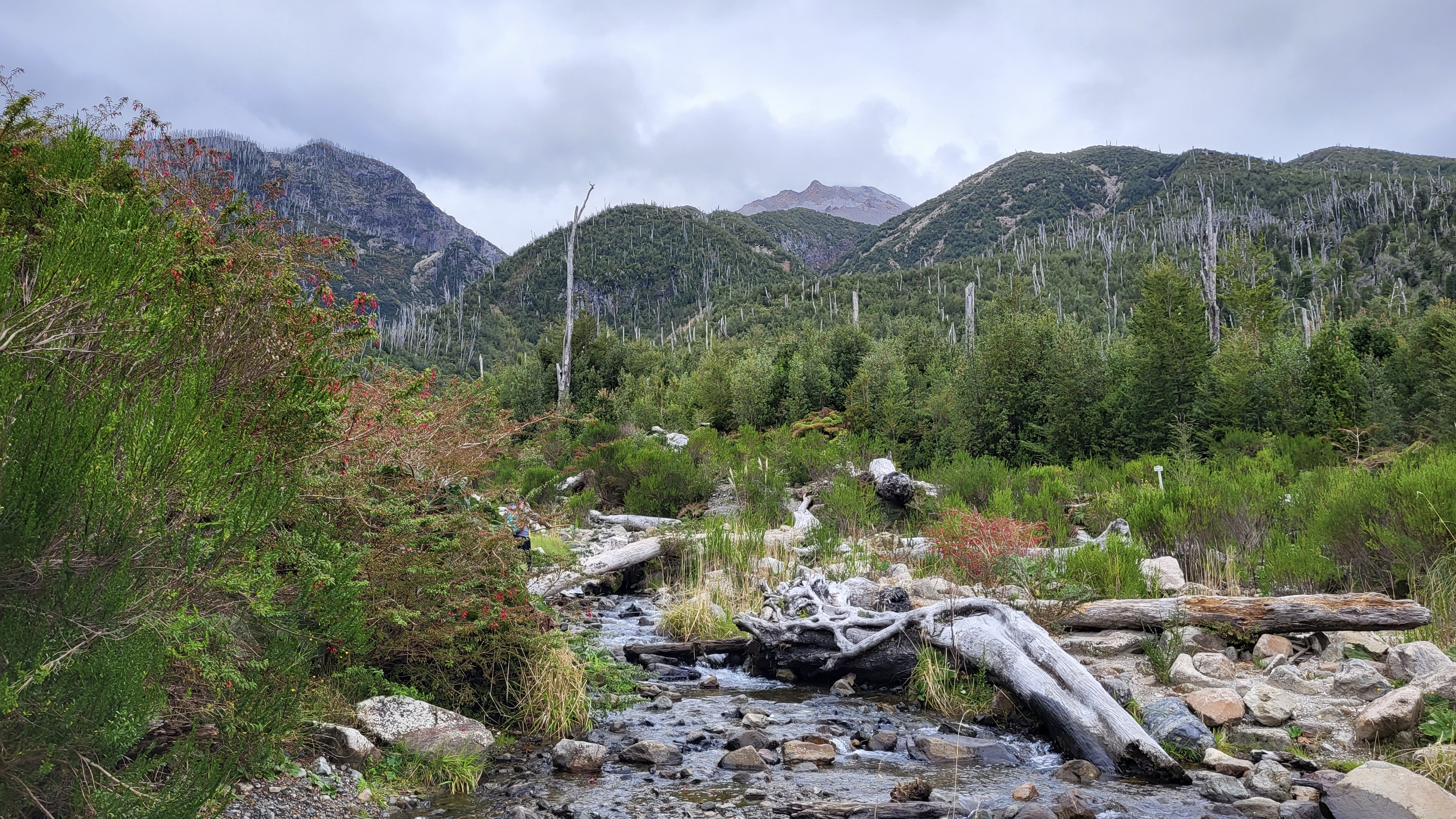 Forest regrowth on the Chaitén Volcano Hike in Pumalín Douglas Tomplins National Park, Chile
