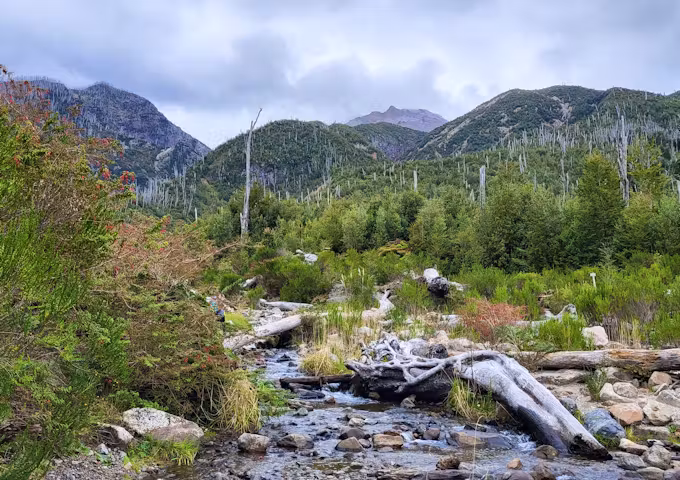 Forest regrowth on the Chaitén Volcano Hike in Pumalín Douglas Tomplins National Park, Chile