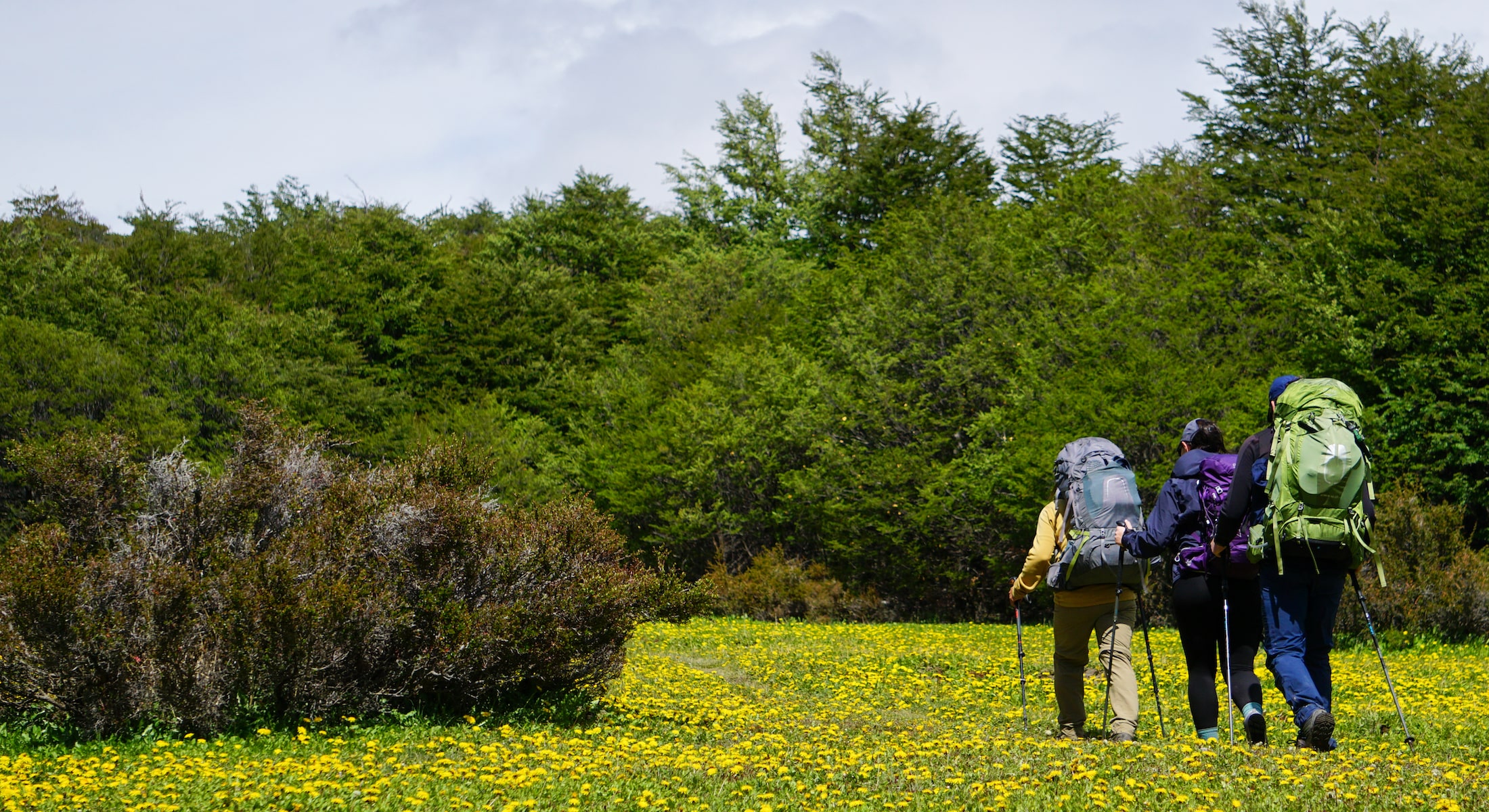 Flower meadow on day one of the Huemul Circuit trek in Los Glaciares