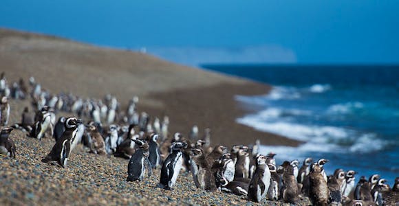 Magellanic penguins on Peninsula Valdes, Patagonia, Argentina