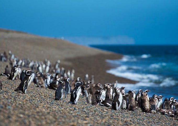 Magellanic penguins on Peninsula Valdes, Patagonia, Argentina