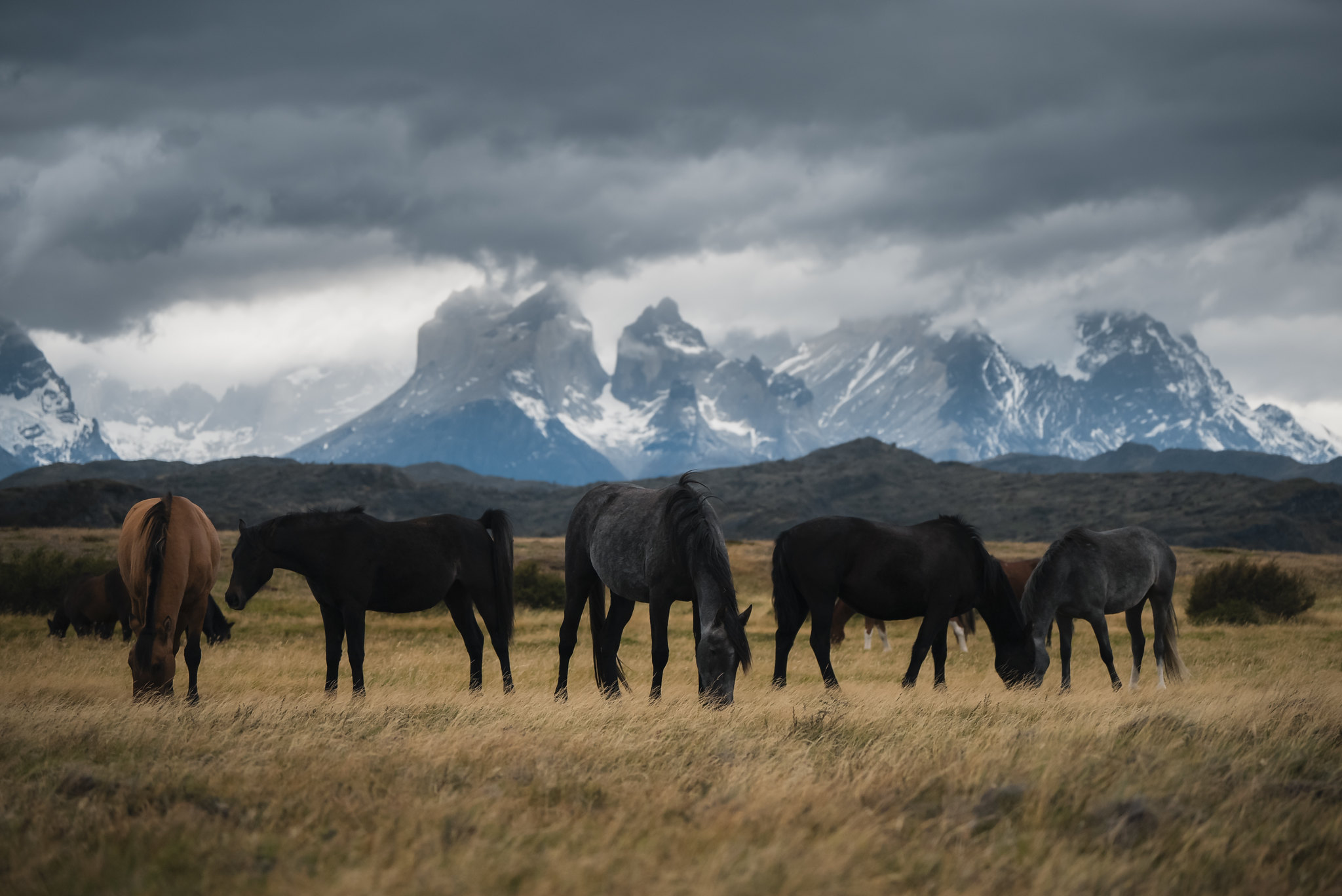 Horses in Serrano Village