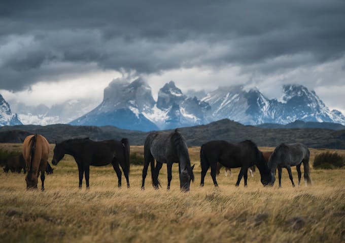 Horses in Serrano Village