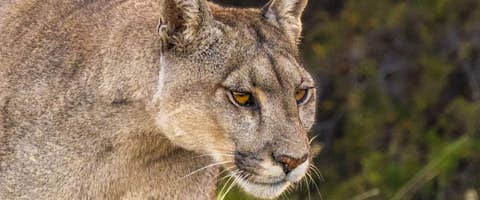 Puma Tracking from a Luxury Lodge