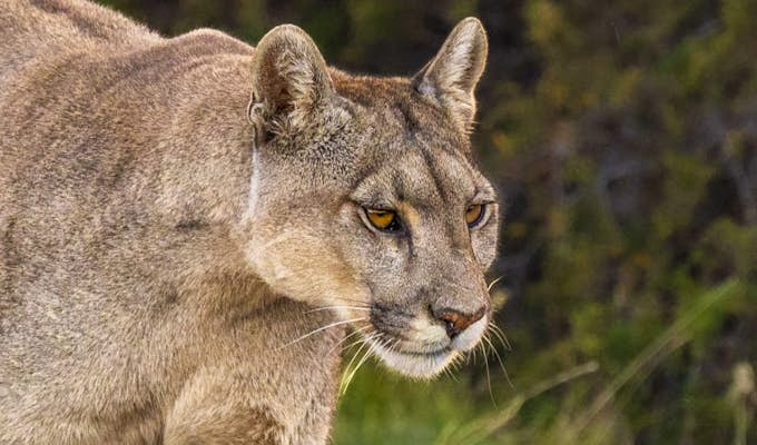 Puma Tracking from a Luxury Lodge