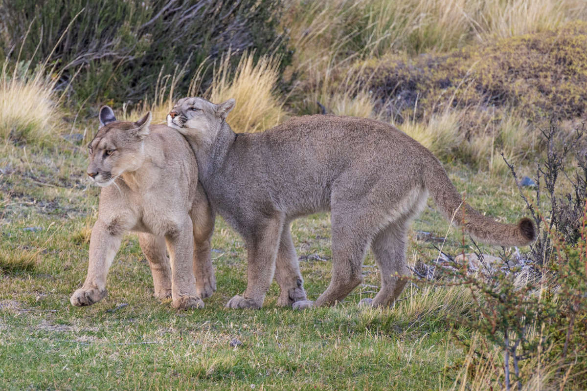 Puma in Torres del Paine, Patagonia, Chile
