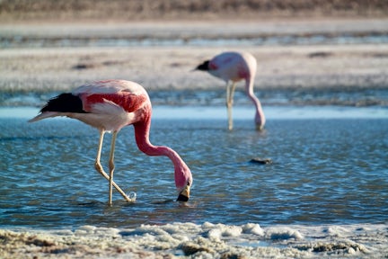 Two flamingoes feed in the salty lagoons of Chile's Atacama Desert.