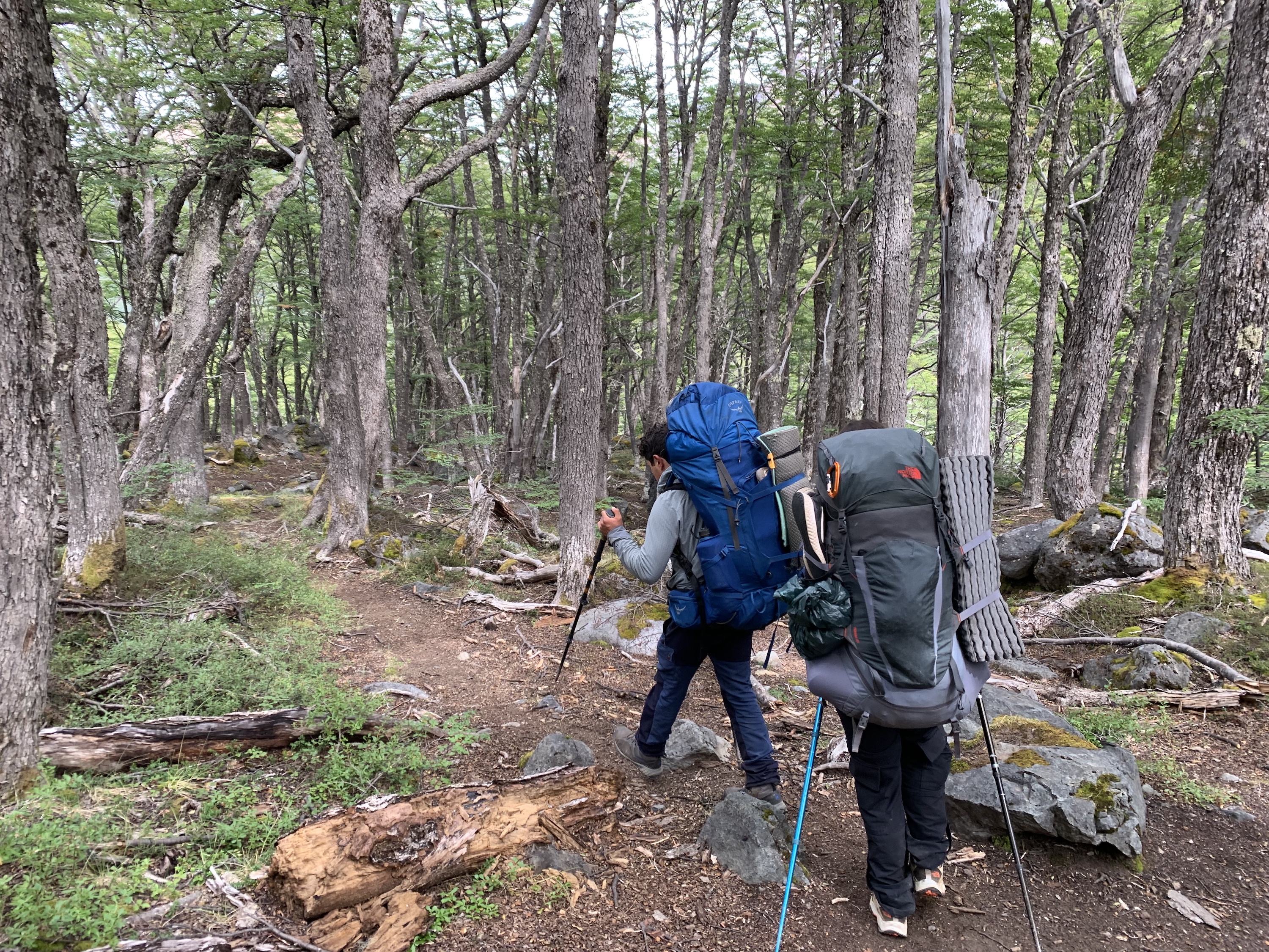 Cerro Castillo Trek - Felipe recce - forests