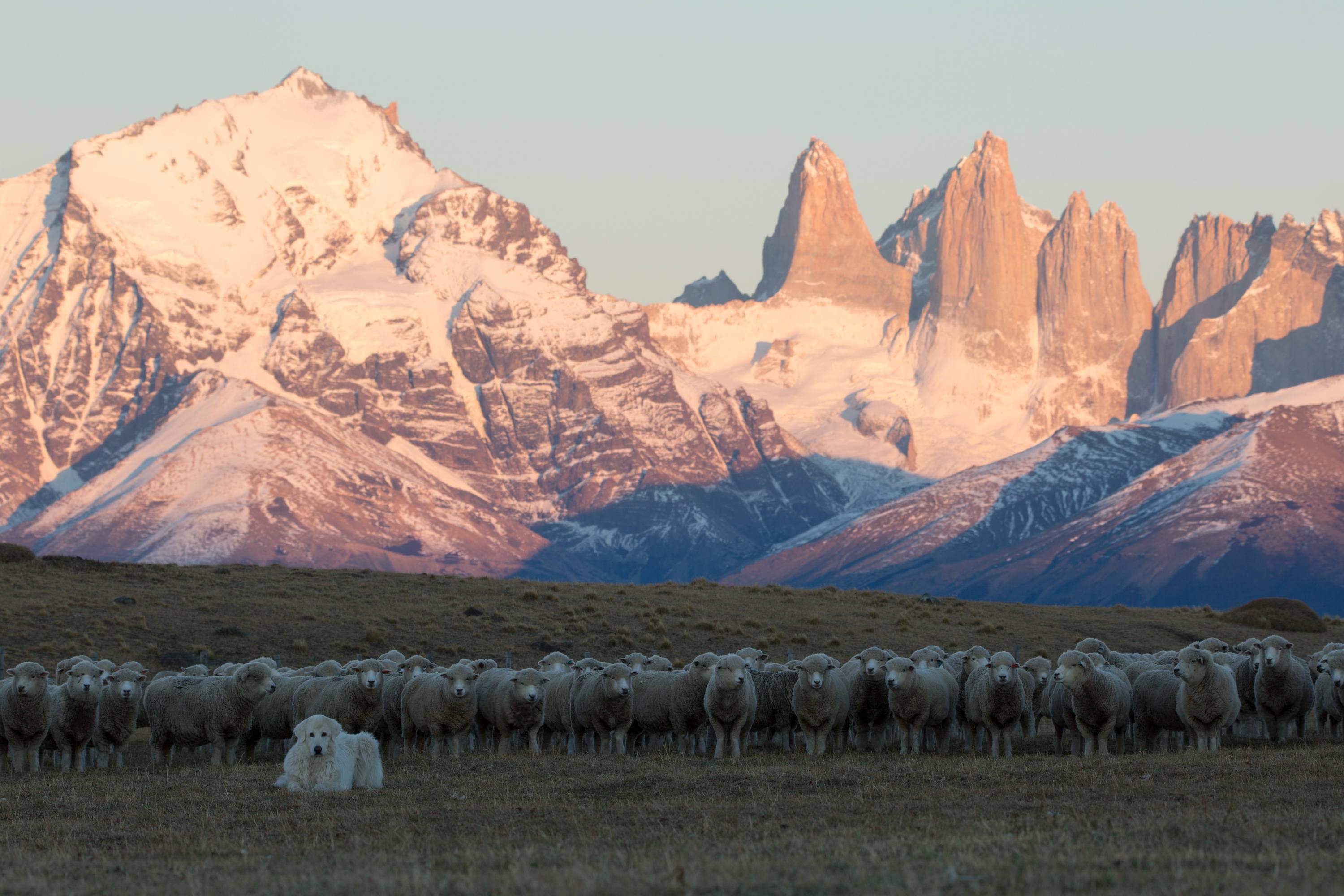 Estancia Cerro Guido Winter - sheep