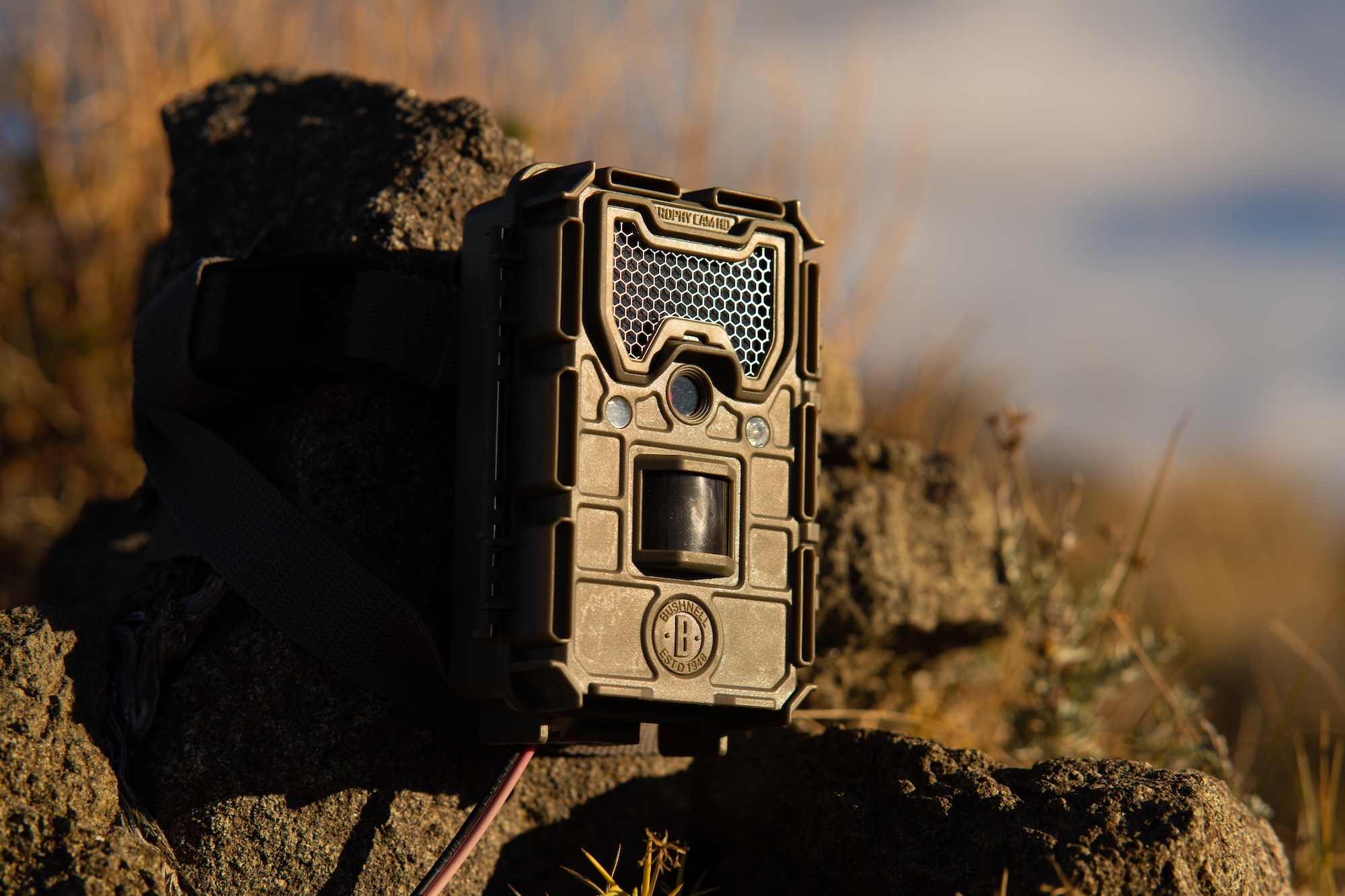 Cerro Guido - camera trap