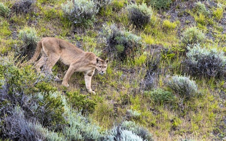Puma in Torres del Paine, Patagonia, Chile