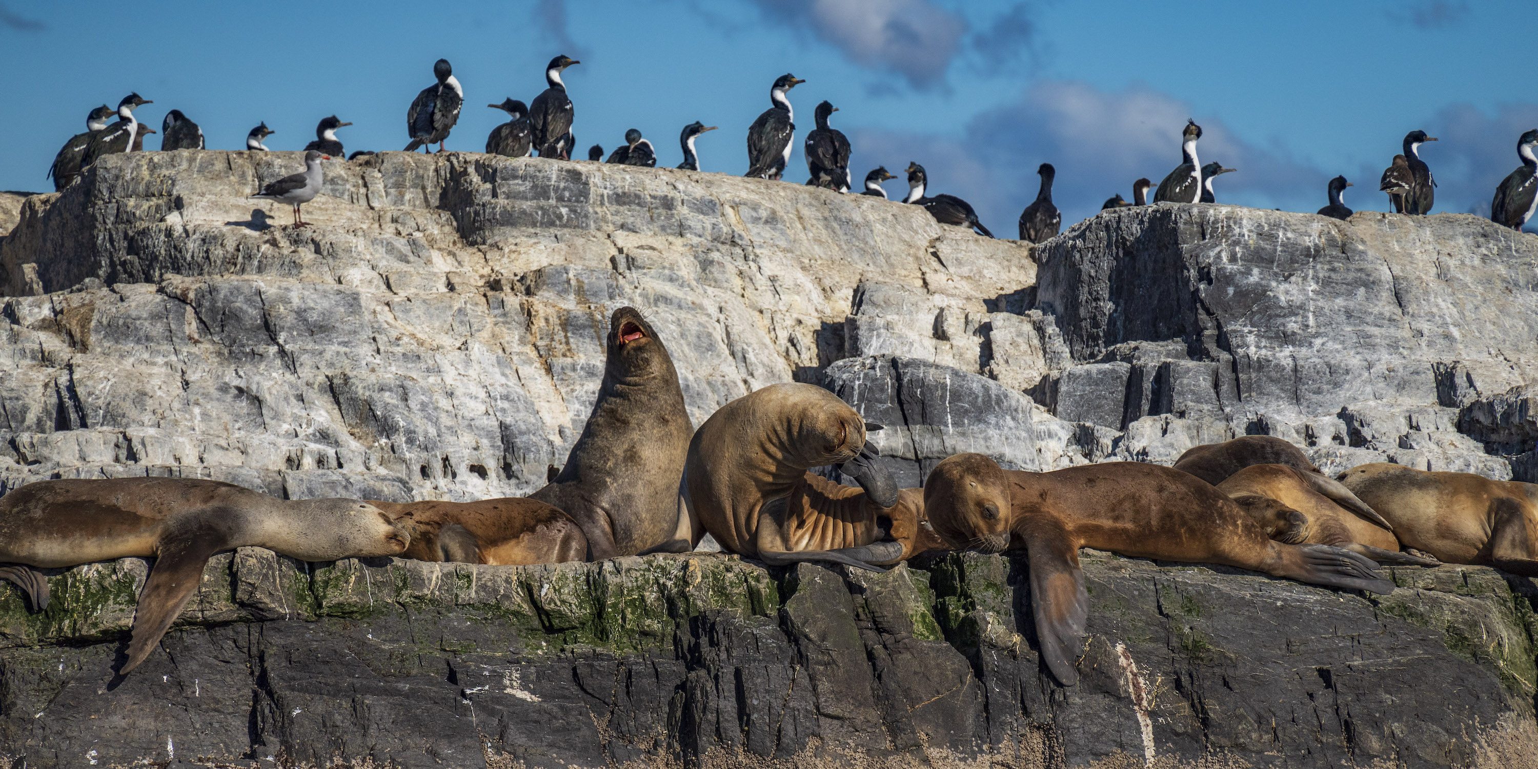 South American sea lions in the Beagle Channel