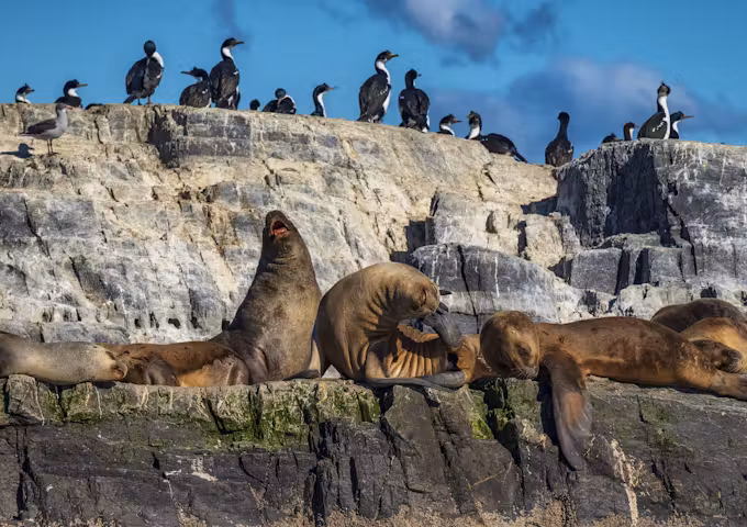 South American sea lions in the Beagle Channel
