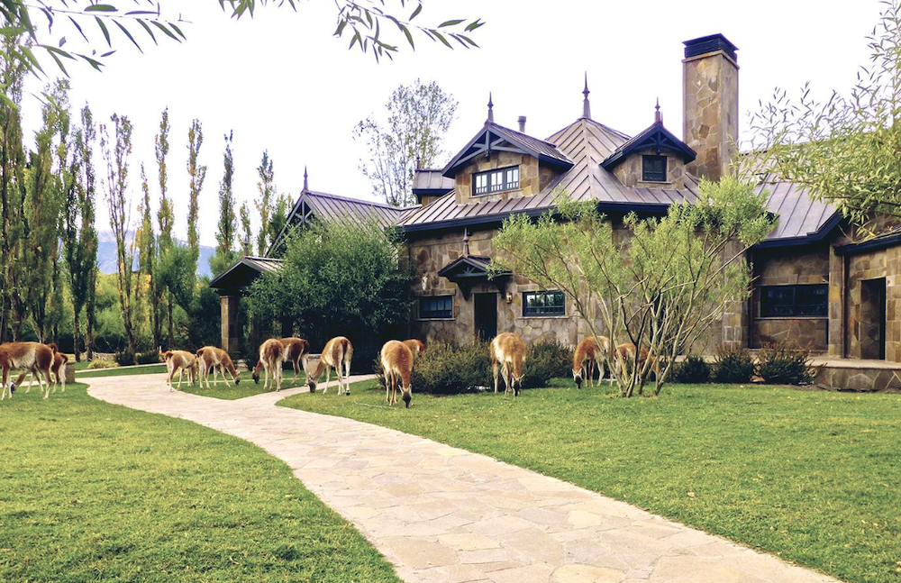 Guanacos in Explora Patagonia National Park