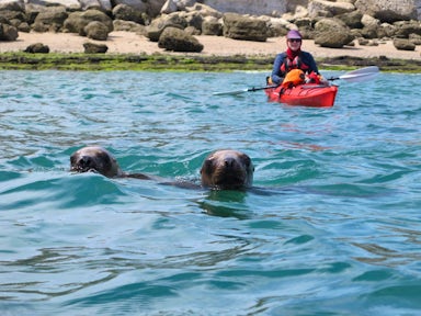 Kayaking with sea lions, Peninsula Valdés, Patagonia, Argentina