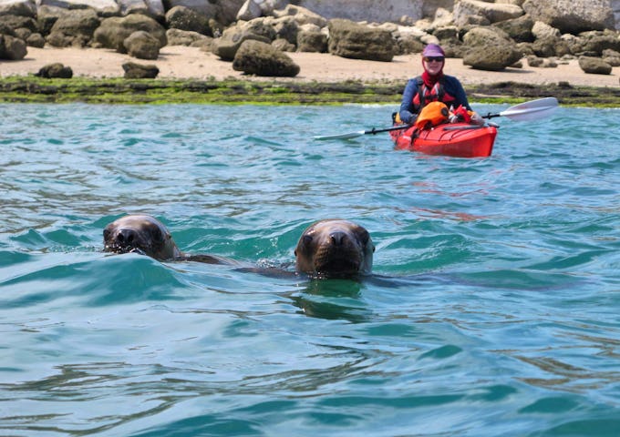 Kayaking with sea lions, Peninsula Valdés, Patagonia, Argentina