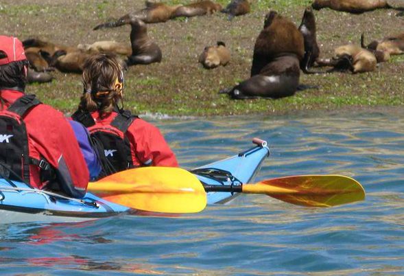 Kayaking in Peninsula Valdés