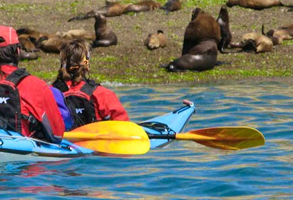 Kayaking in Peninsula Valdés
