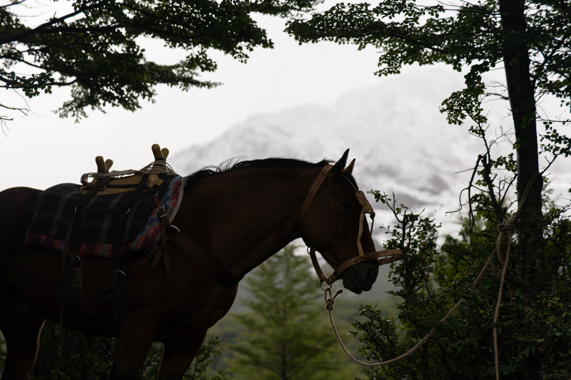 Aysen Horse Riding to the Avellano Valley