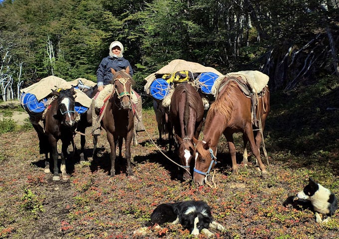 Aysen Horse Riding to the Avellano Valley - horses