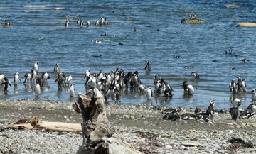Seno Otway Penguin Reserve