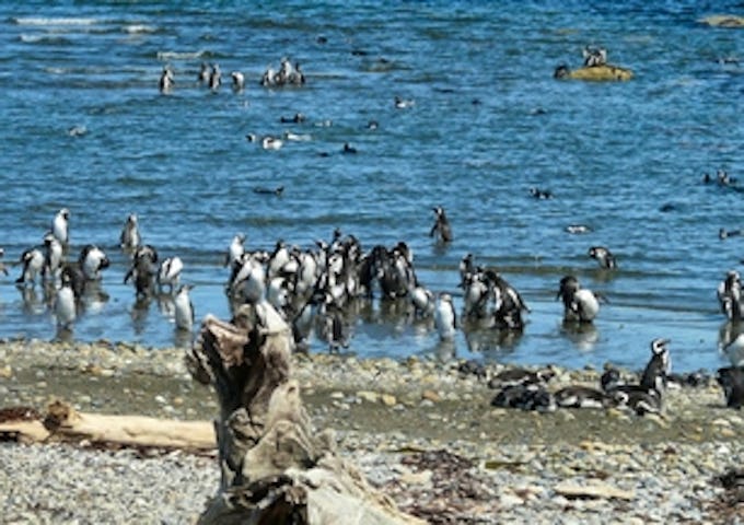 Seno Otway Penguin Reserve