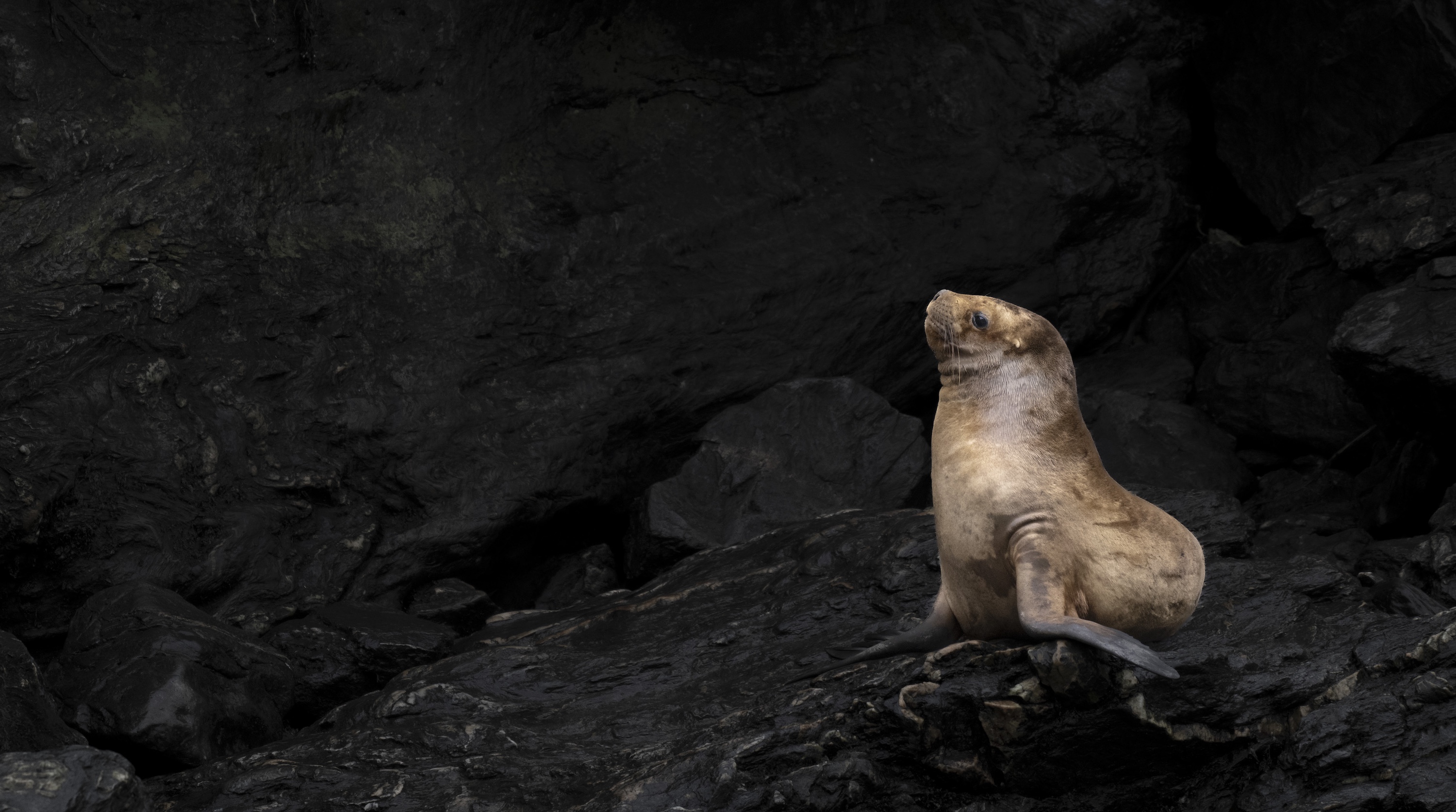 Swann Hellenic - Diana - Sealion