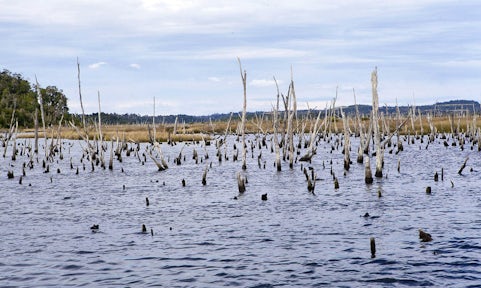 Sunken forest on Río Chepu, Chiloé, Chile