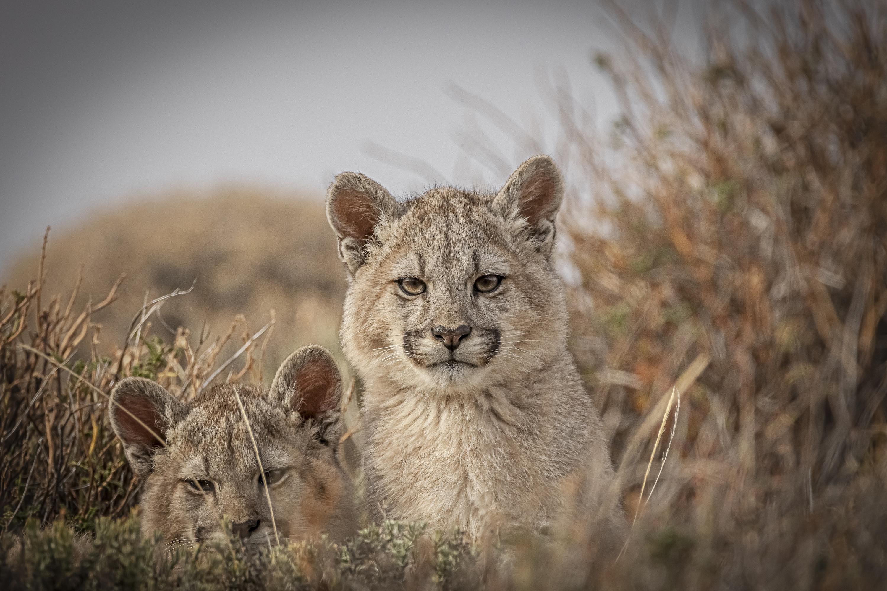 The Singular Patagonia excursions - puma safari