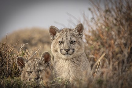 The Singular Patagonia excursions - puma safari