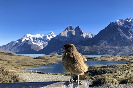 The Singular Patagonia excursions - bird