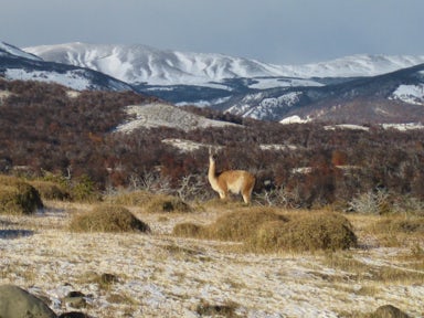 The Singular Patagonia excursions - guanaco