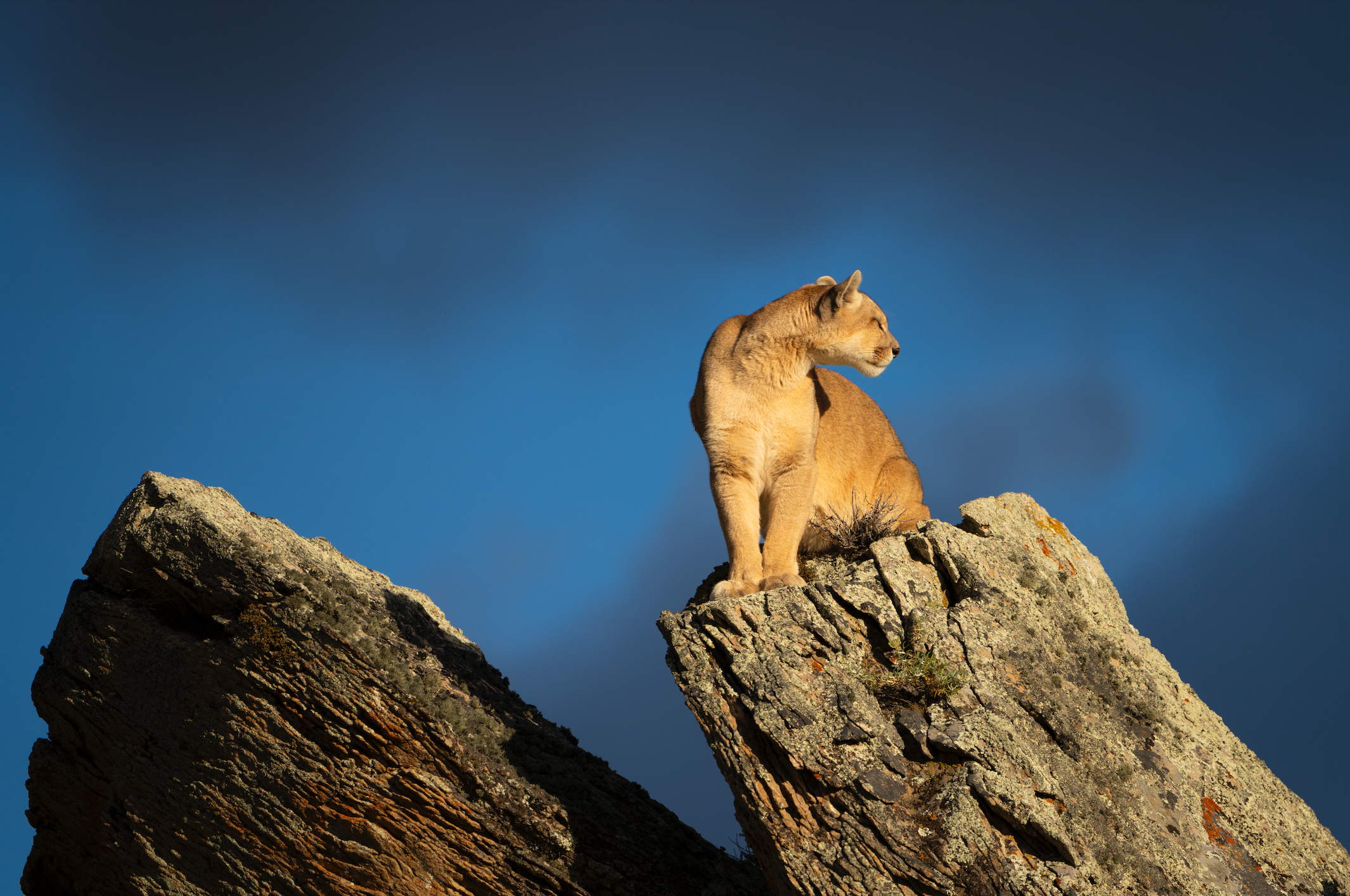 The Singular Patagonia excursions - Pumas
