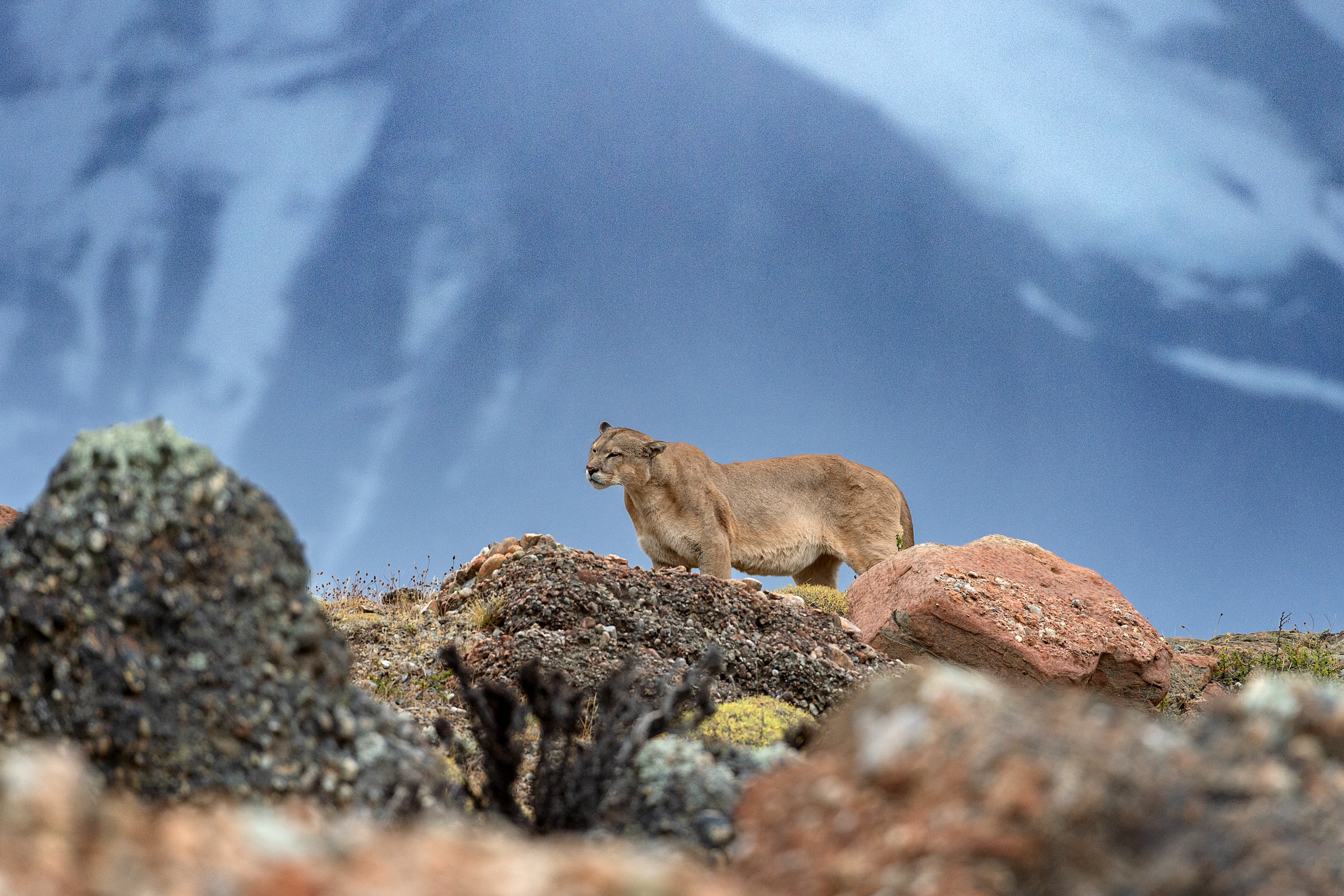 Tierra Patagonia - puma
