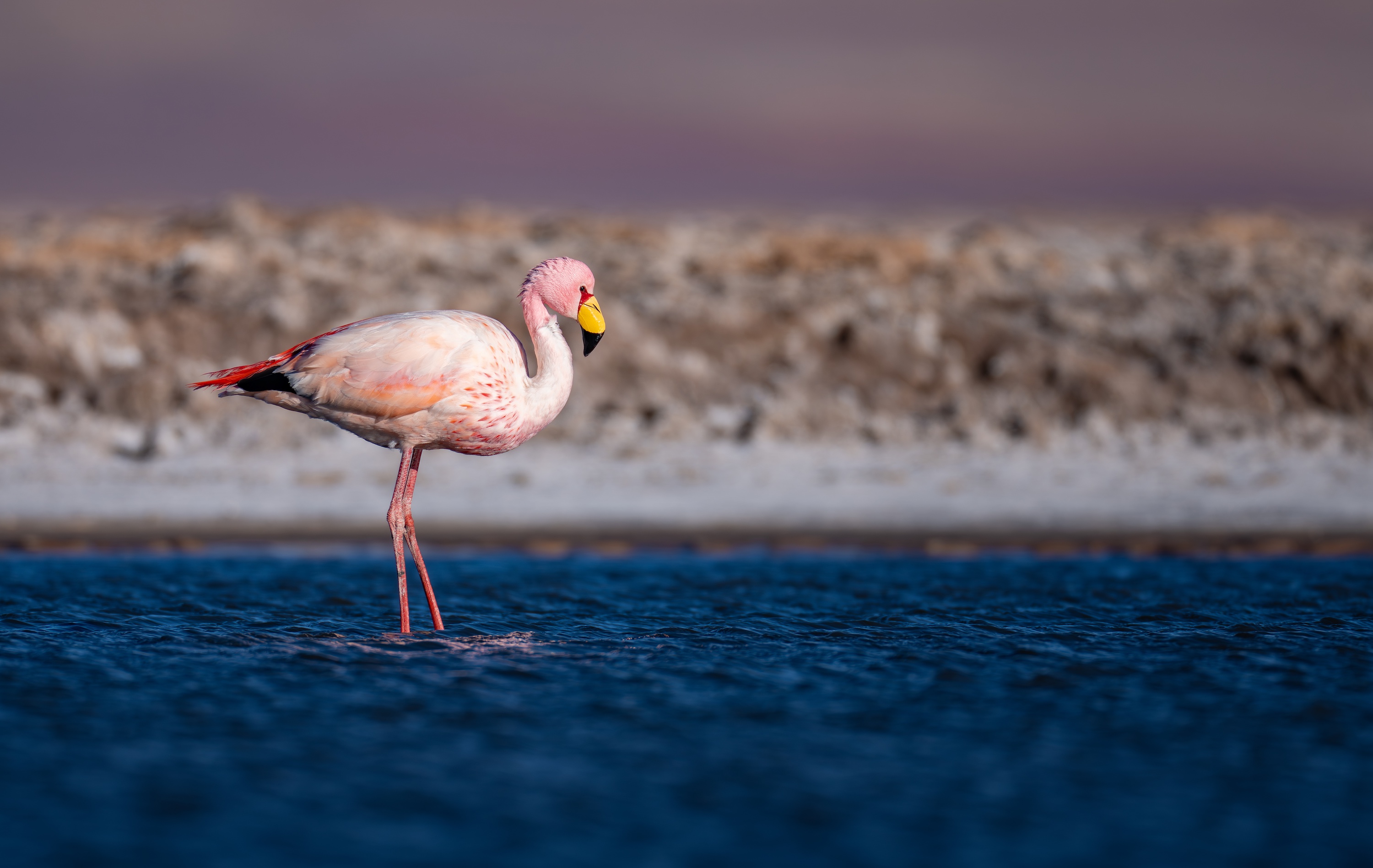 Atacama Salt Flats flamingo