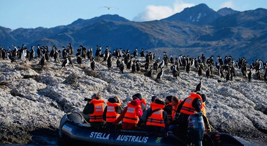 Patagonia Penguins