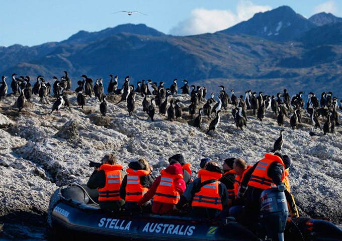 Patagonia Penguins