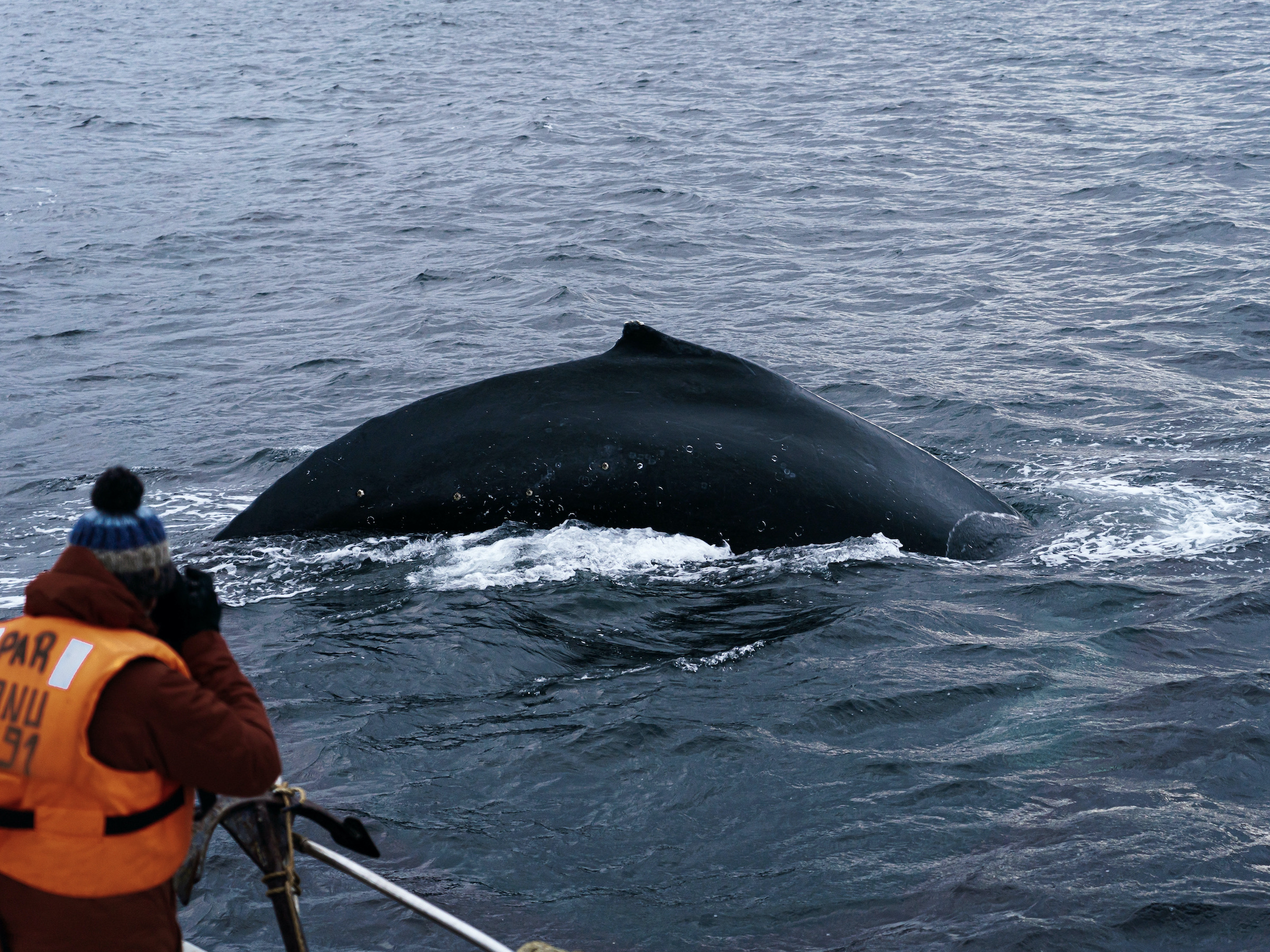 Whale-watching ship plus humpback whale in Francisco Coloane Marine Park in the Southern Chilean Fjords