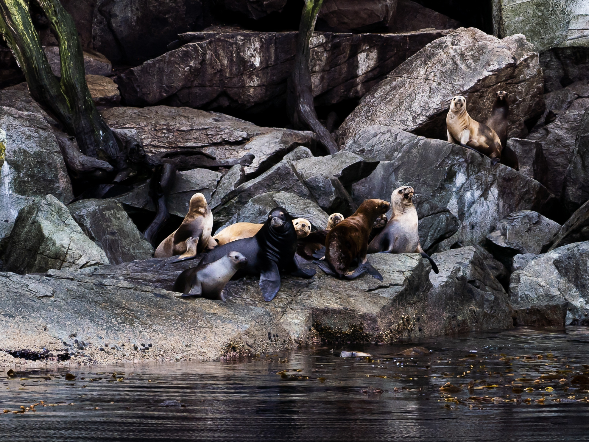 South American sea lions hauled out on a rocky coast in the Chilean Fjords, seen from the water