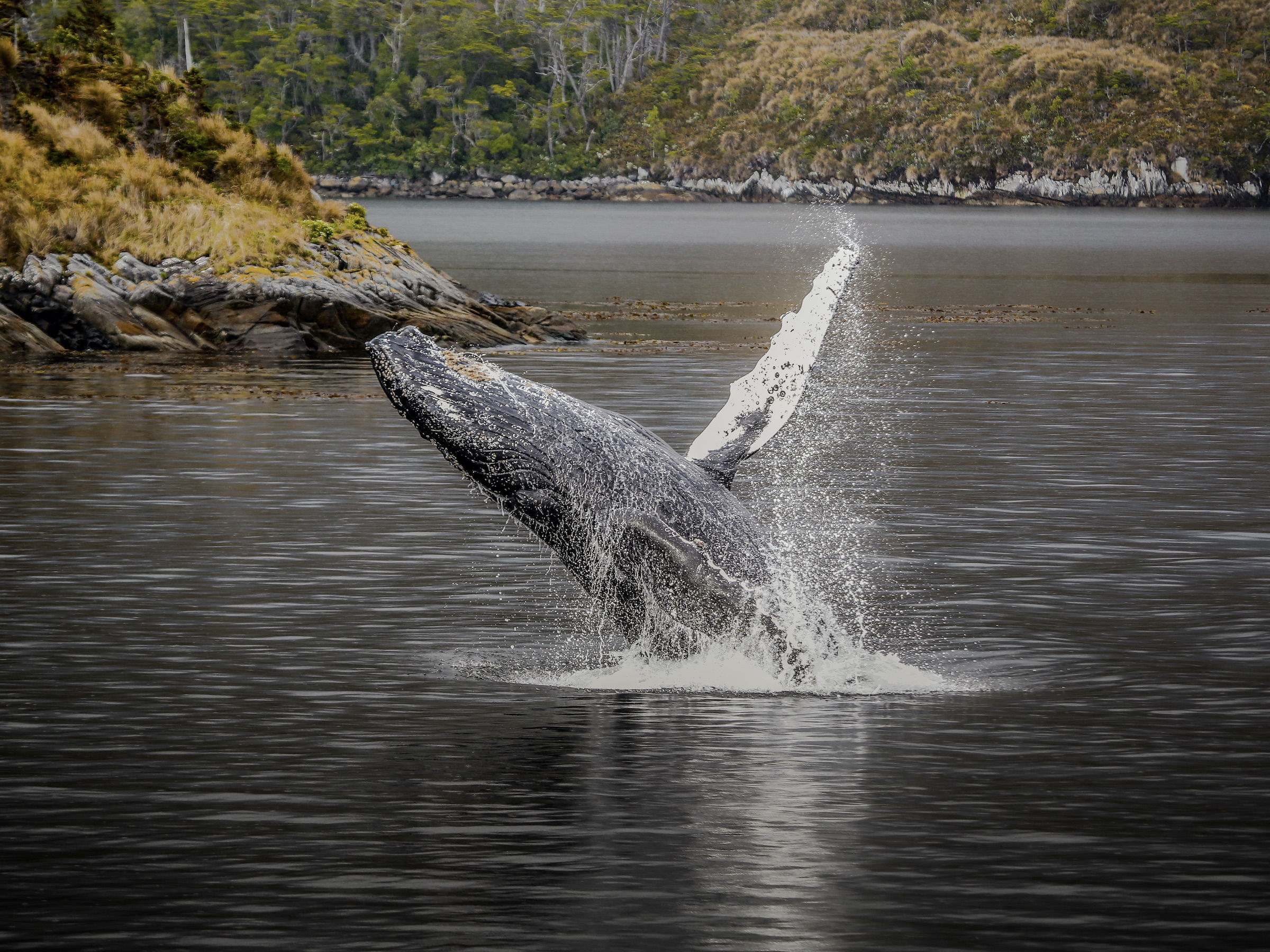 Humpback whale breaching in Francisco Coloane Marine Park in southern Chile