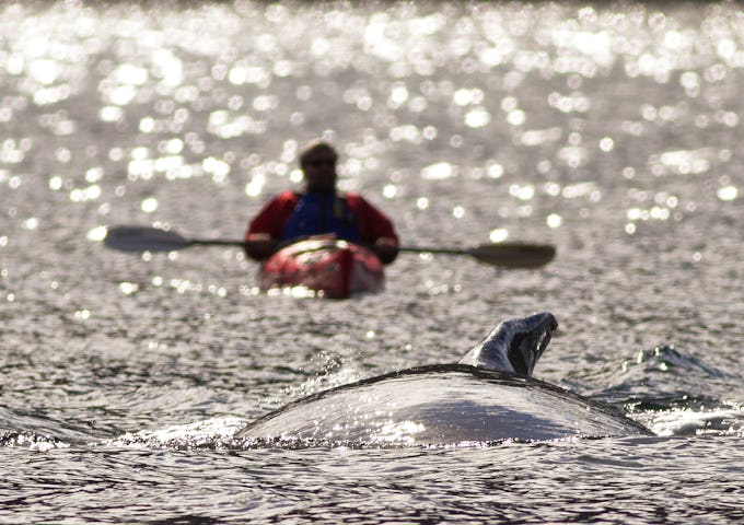WS_3_WS_RTD_KAYAKWHALE3