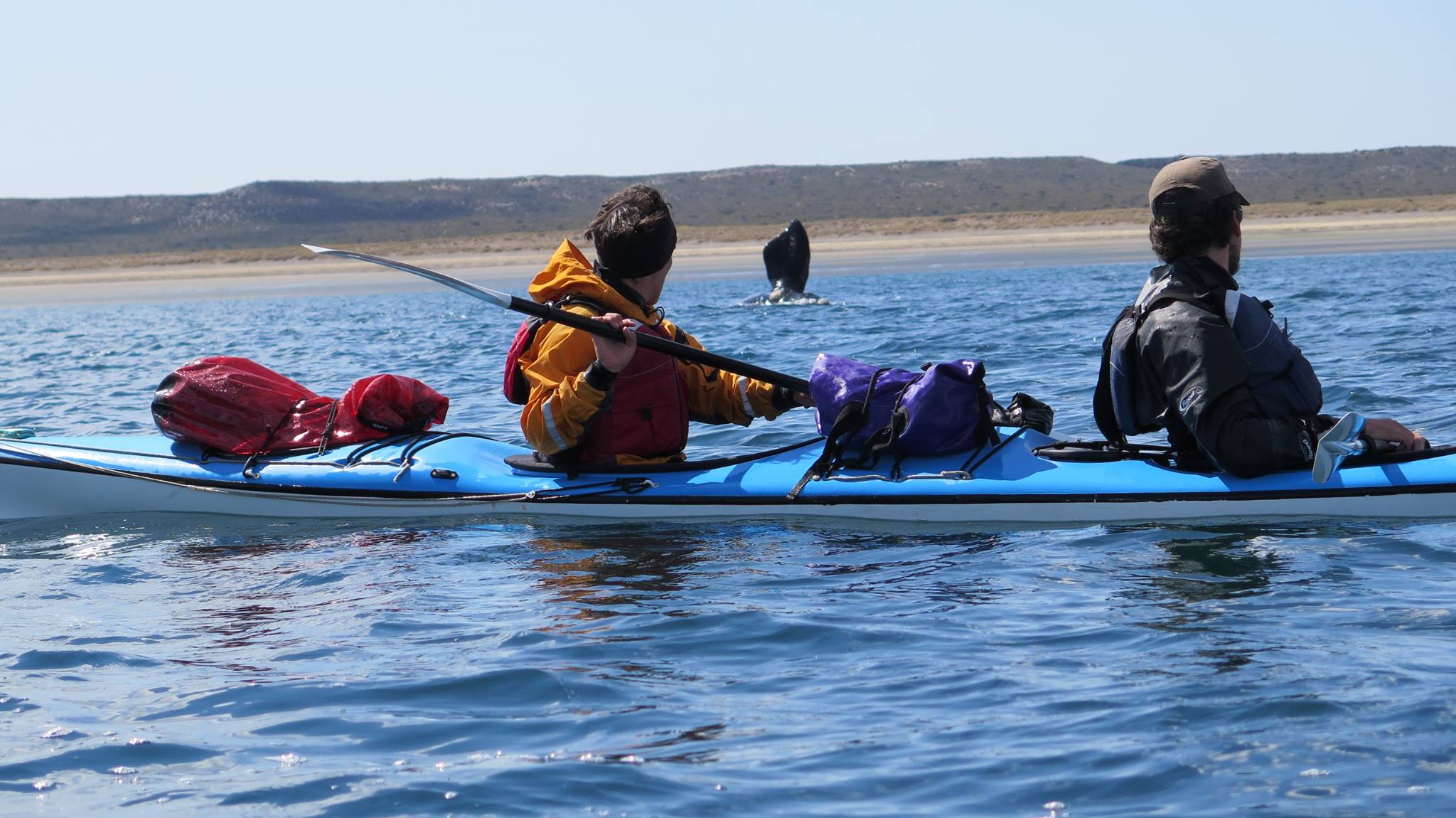 Kayaking in Peninsula Valdés