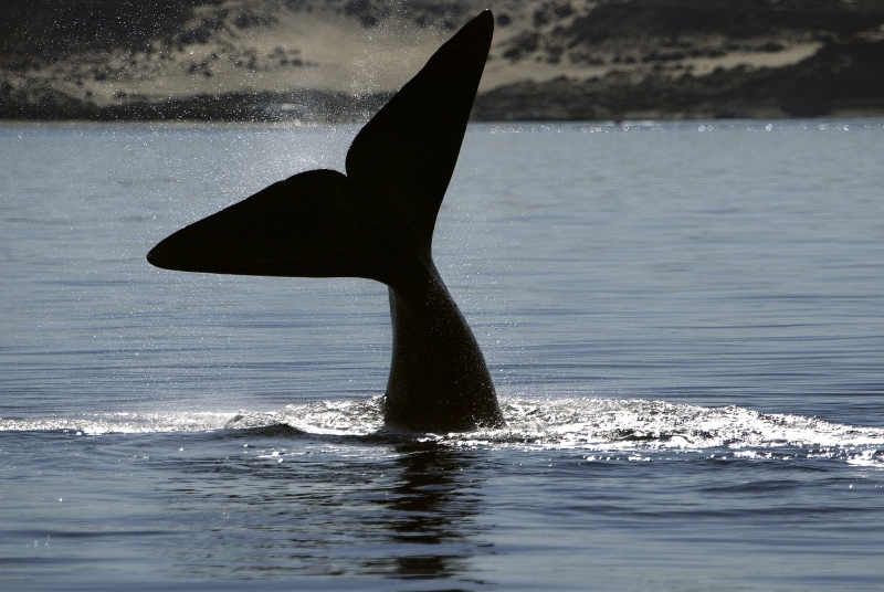 Alternatives to Australis cruises